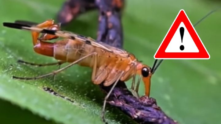 ‘Alacranes con alas’: ¿cuándo es su temporada y qué tan peligrosos pueden ser?