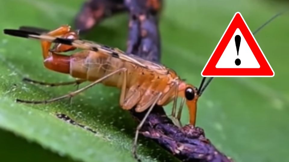 ¿Qué son los 'alacranes con alas'?, ¿son peligrosos?