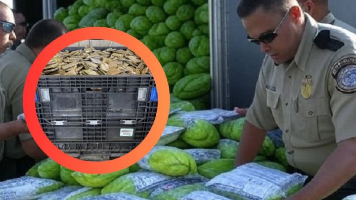 Aseguran casi 455 kg de metanfetaminas ocultas entre chayotes en Pharr, Texas