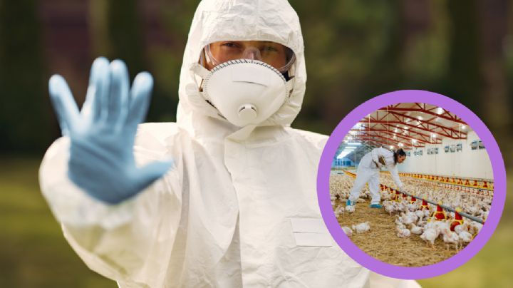 Gripe aviar llega a Nuevo León: se detectan casos en una granja; refuerzan medidas de bioseguridad