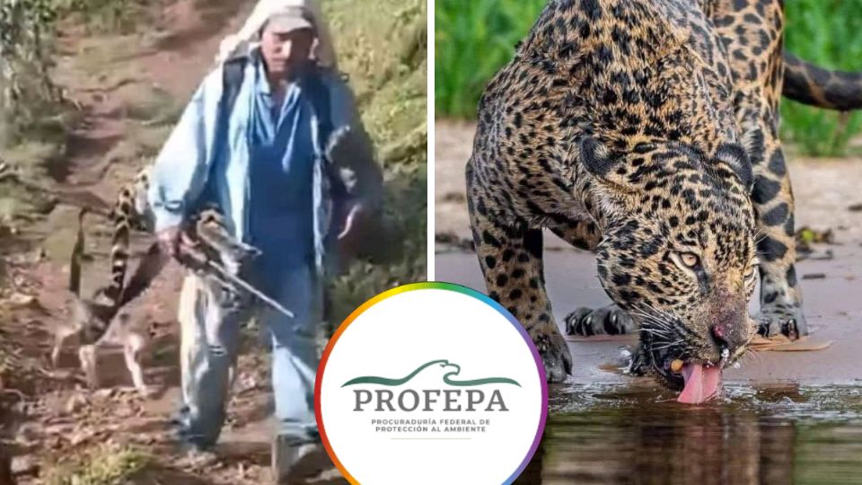 Sujeto asesina a jaguar y podría pasar hasta 7 años en prisión