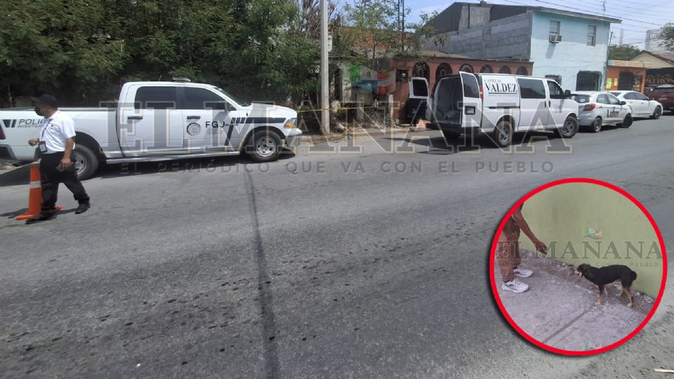 En un gesto de amor y lealtad, el animal acudió con un amigo del hombre, conduciéndolo hasta donde se encontraba su cuerpo