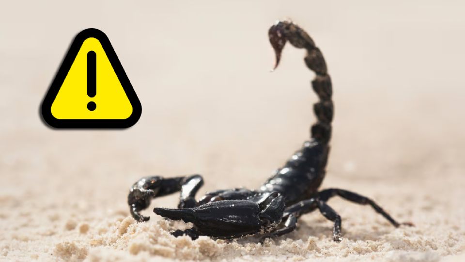 Prevé una grave situación y conoce qué alacranes podrían atentar contra tu vida y cuales son inofensivos para ti y tus seres queridos