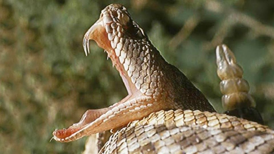 Muere fronterizo por mordida de una víbora de cascabel.