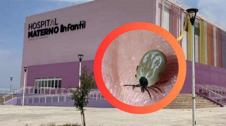 Muere niño de 10 años por picadura de garrapata; su primita está grave en terapia intensiva