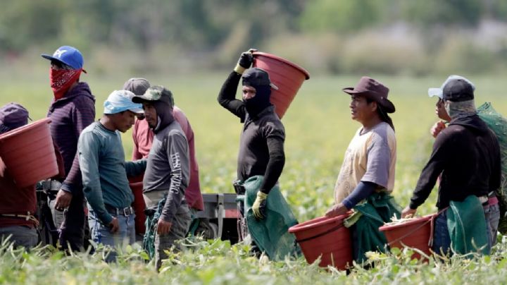 En Florida buscan que menores de 14 años trabajen para reemplazar a migrantes deportados