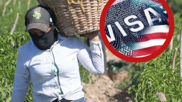 Estados Unidos tiene vacantes para trabajar en el campo; ¿cuánto pagan y qué requisitos piden?