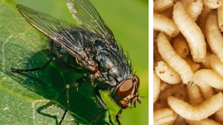 Miasis: el gusano que te come por dentro; esta especie de mosca te lo introduce en la piel