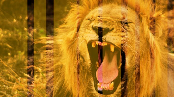 Un león mata a una niña en Parque Nacional; también reportan otro fallecido por ataque de elefante