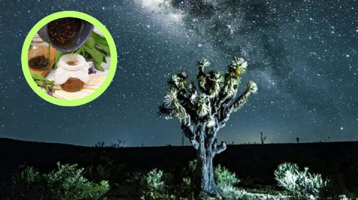 Cura milenaria: esta planta la usaron las abuelitas como remedio natural toda la vida y no lo sabías