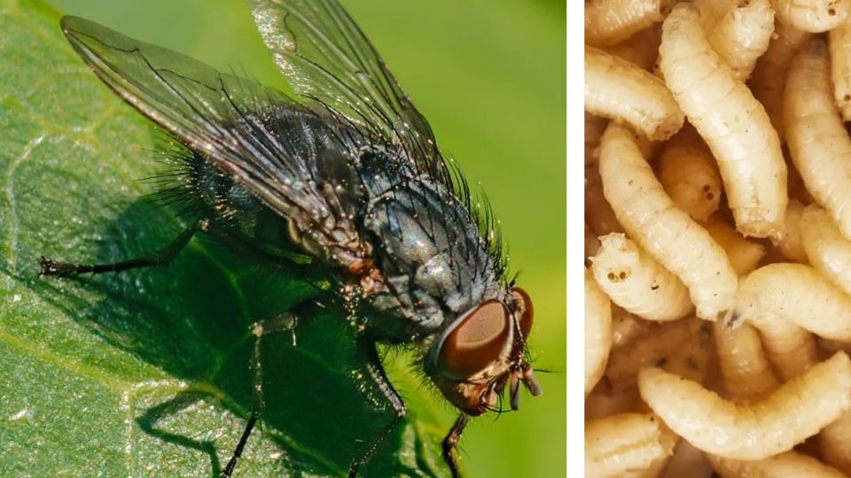 La miasis cutánea es producida por una mosca