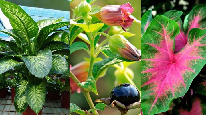 Plantas que son hermosas, pero muy peligrosas para el ser humano