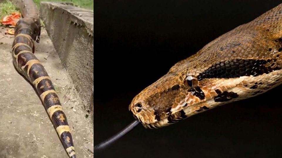 Las boas fueron vistas en un complejo habitacional