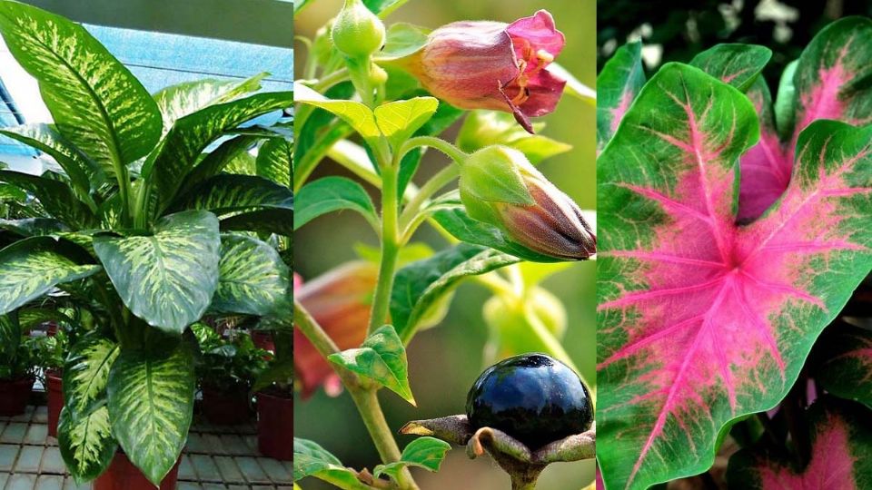 Plantas que pueden ser peligrosas