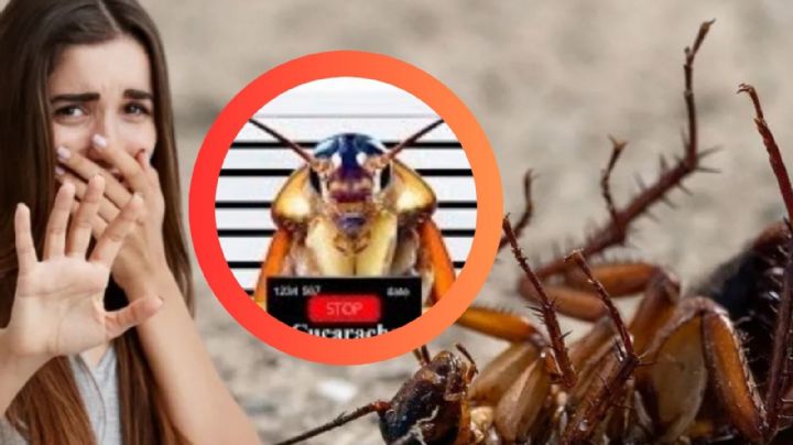 ¿Cansado de ver cucarachas?, puede que el problema esté en algo que usas todos los días