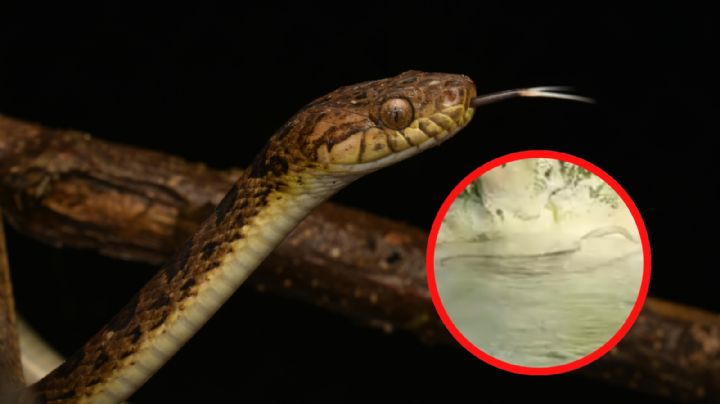 Captan a dos serpientes en popular cascada de Nuevo León; ¿eran venenosas? | VIDEO