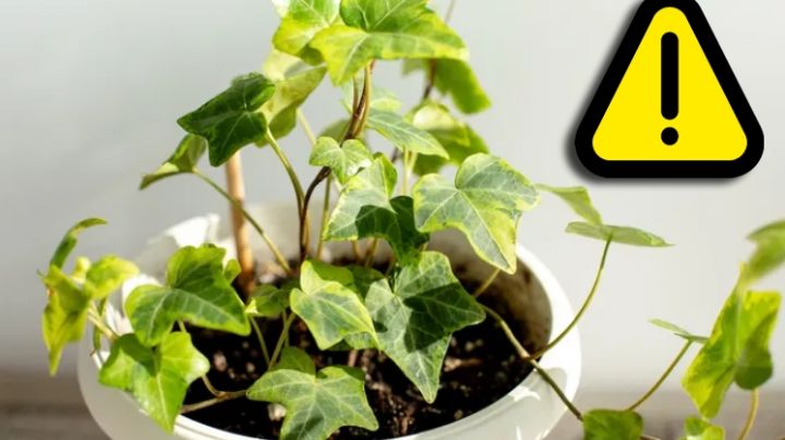 Esta planta decorativa parece inofensiva, pero es muy venenosa; podría lastimarte seriamente
