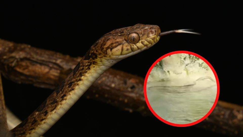Dos serpientes son captadas nadando en parque de Nuevo León, ¿son peligrosas?