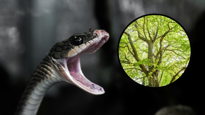 ¿Tienes este árbol en casa?, podría ser un ‘imán’ de serpientes por estas razones