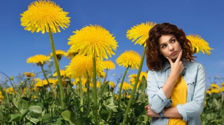 Esta planta tiene propiedades medicinales increíbles; así puedes usarla para depurarte