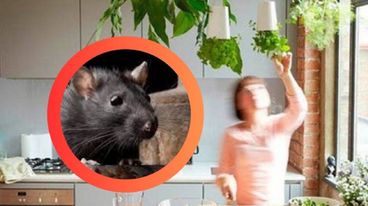 ¡Adiós ratones!, este truco te salvará de usar trampas, solo pon esta planta en tu cocina y ventanas