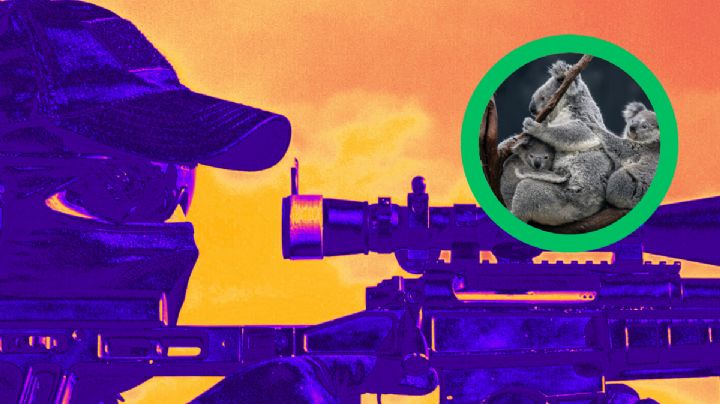 Koalas son 'puestos a dormir' por francotiradores australianos; activistas alzan la voz