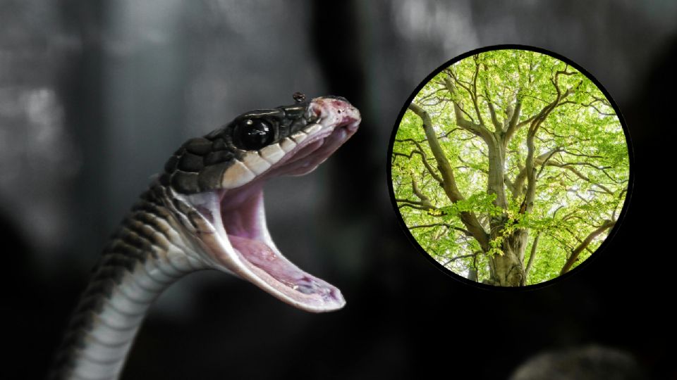 Este árbol puede atraer a las serpientes, ¿cuál es?