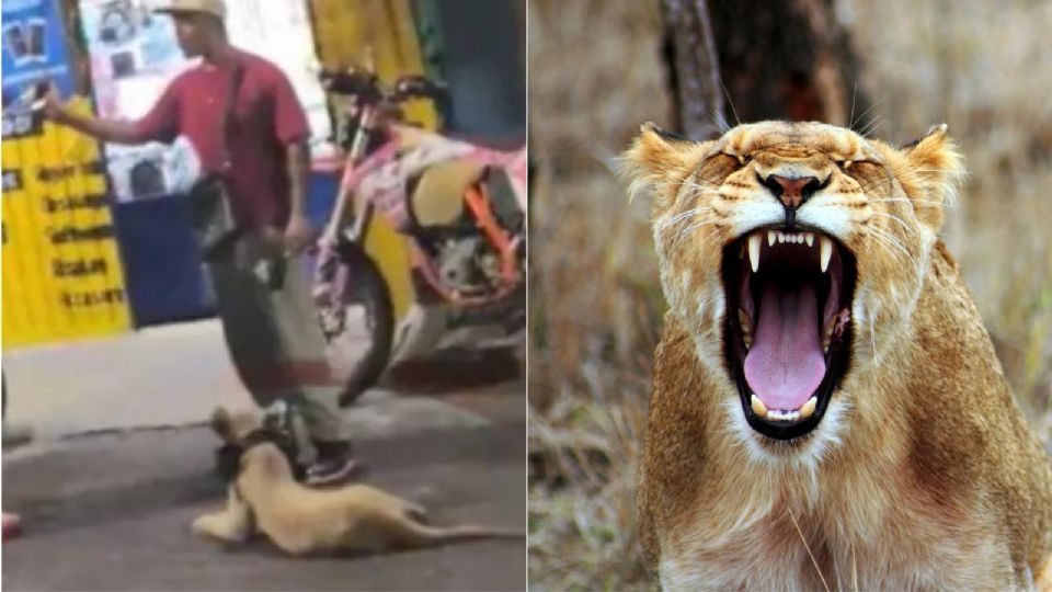 ¡Como si nada! Sujeto pasea a leona en calles de la Ciudad de México