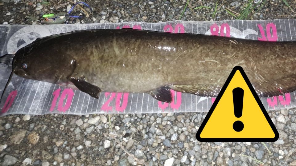 Alertan en EU por pez cabeza de serpiente: ¿qué es y por qué es un peligro?