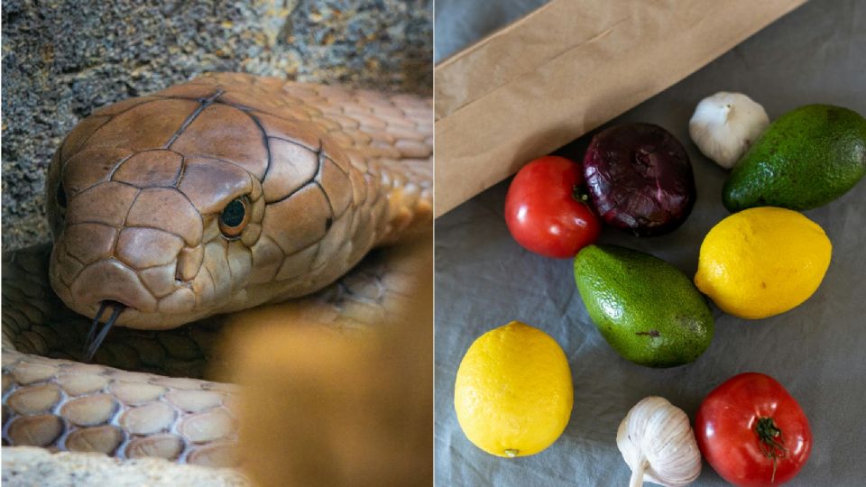 Estos ingredientes desagradan a las serpientes; son remedios caseros por excelencia