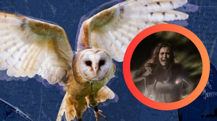 ¿Una lechuza apareció en tu casa?, esto es lo que realmente significa y quizá no es lo que crees