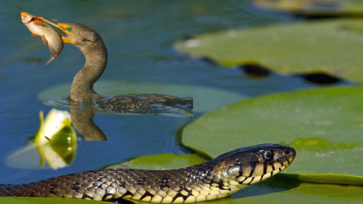 Río Ramos: ¿por qué este popular lugar se llama 'Charco de las víboras'?