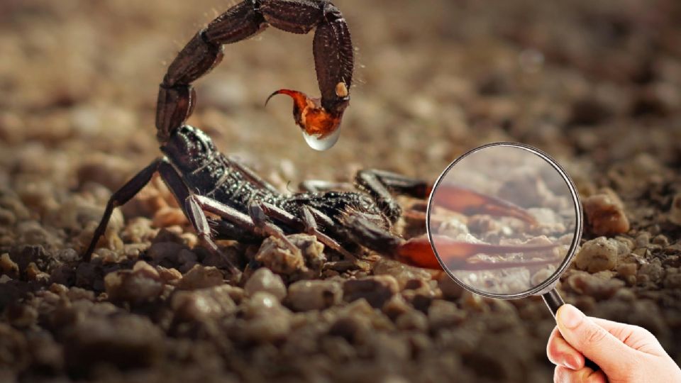 Elimina esto de tu hogar y los alacranes no se acercarán