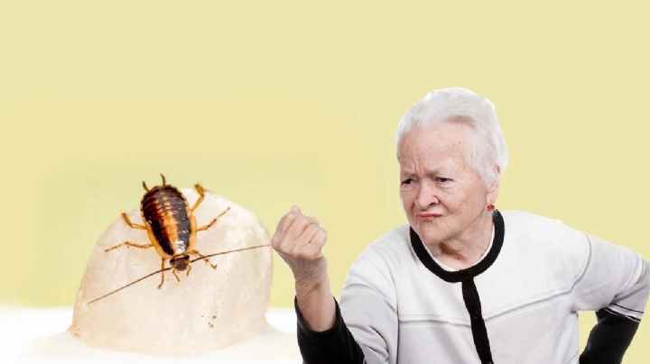 Si ves estas cucarachas en tu casa, podrías tener un serio problema de plaga
