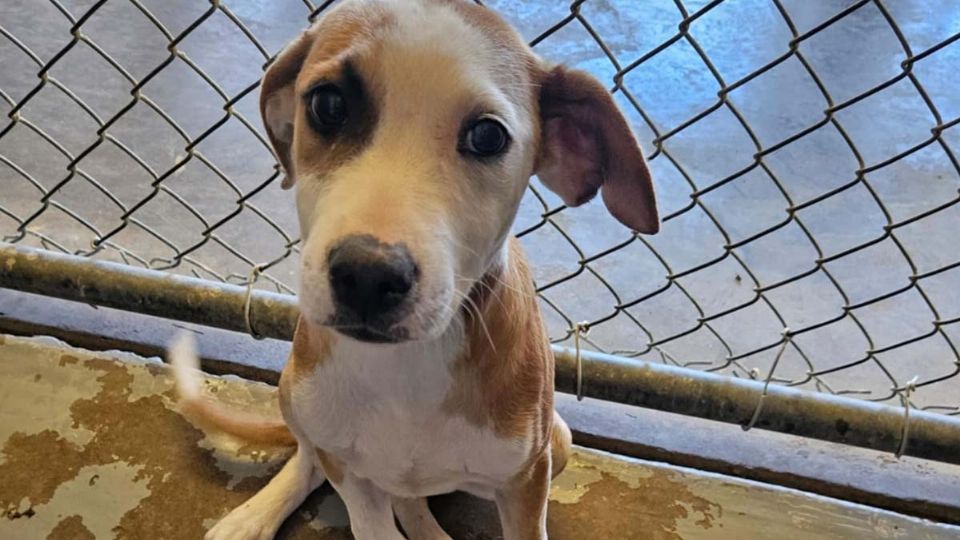 Invita a feria de adopción de mascota