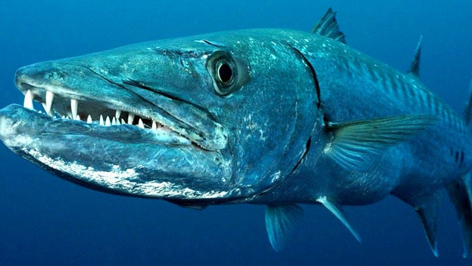 Sin duda, se trata de una de las especies más temidas en el mar.