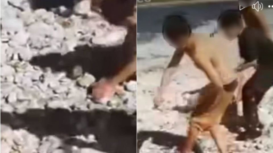 Niños matan a cabrita a pedradas en Nuevo León