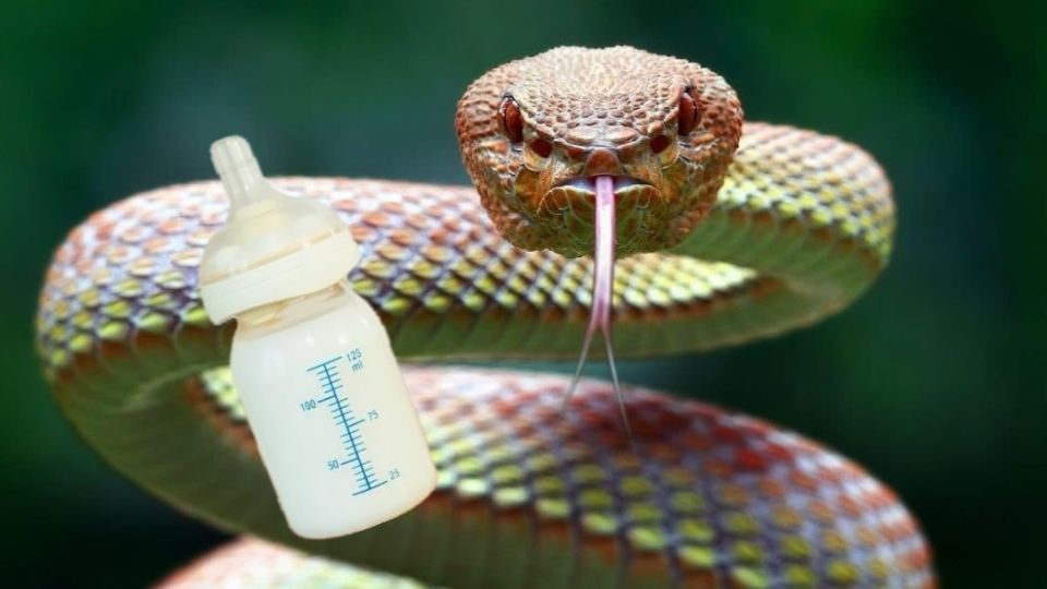 Serpiente alicante y su conexión con la leche materna.