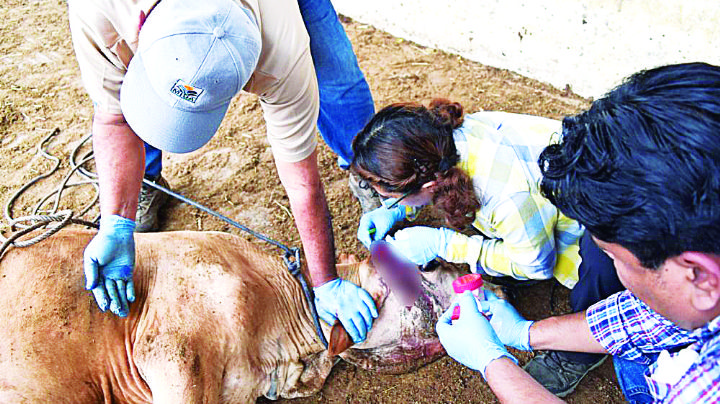 Prevén cierre para exportar ganado por el gusano barrenador