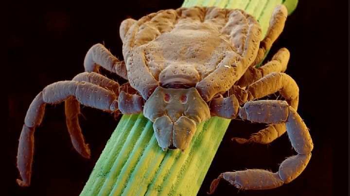 Garrapatas: si dejas una viva después de alimentarse, se hace 5 mil veces más peligrosa