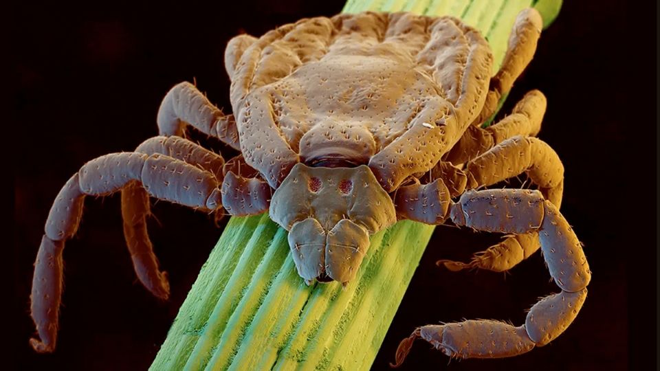 Las amenazantes garrapatas