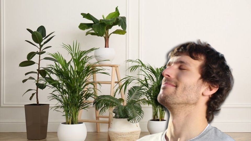 Un estudio de la Universidad de Melbourne demostró que las plantas reducen hasta 5°C la temperatura en interiores durante olas de calor