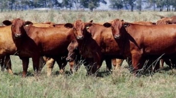 Impulsan ganadería local