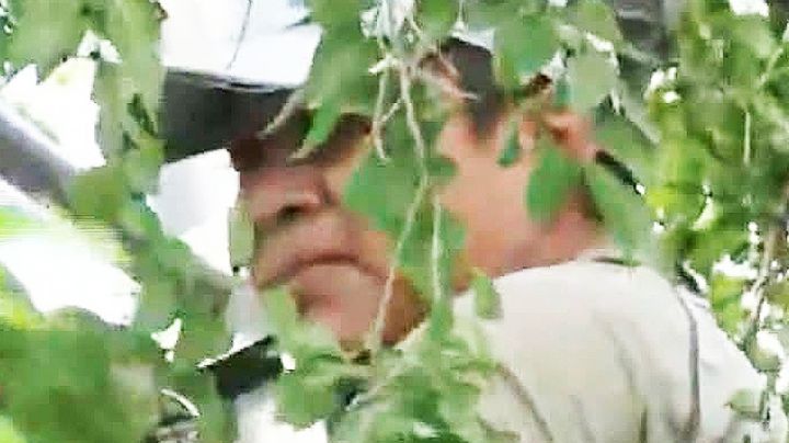 San Antonio, Texas: inmigrante permanece 8 horas arriba de un árbol para evitar ser deportado