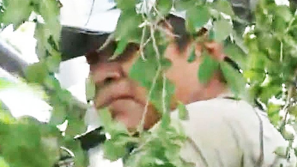 El inmigrante estuvo horas trepado en lo alto del árbol.