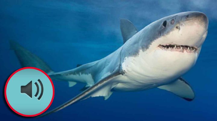 ¿Los tiburones pueden producir sonidos?; descubrimiento científico rompe esta creencia | VIDEO