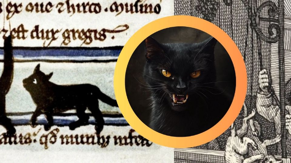 Los gatos negros son mascotas populares.