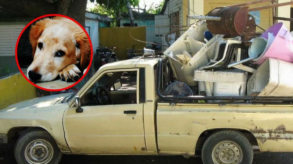 Esta es la razón por la que los perros reaccionan al sonido de 'Se compran colchones...'