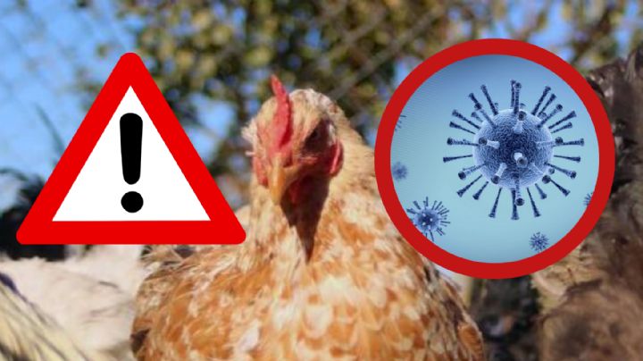 ¿Se debe dejar de comer pollo tras el caso de influenza aviar H5N1 en México?; esto se sabe