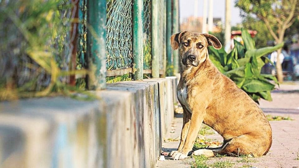 Buscan erradicar el maltrato animal.